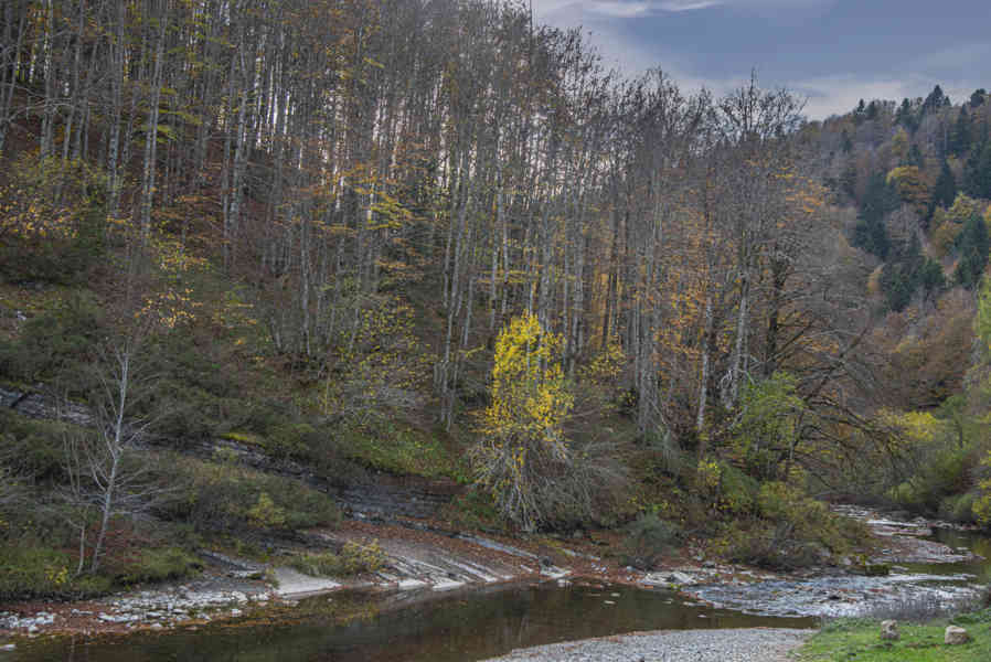 Comunidad Foral de Navarra 031 - Selva de Irati - rio Irati.jpg
